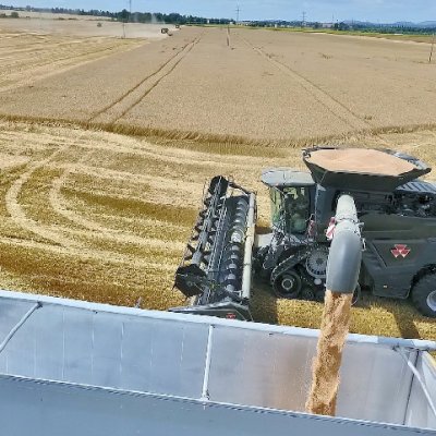 Kombajn Massey Ferguson při práci na poli sklízí obilí