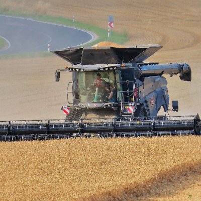 Sklízecí mlátička neboli kombajn značky Massey Ferguson při práci na poli